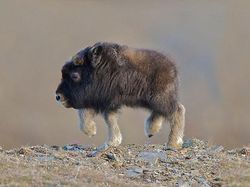 Jika Hewan Tidak Punya Leher, Begini Penampakannya