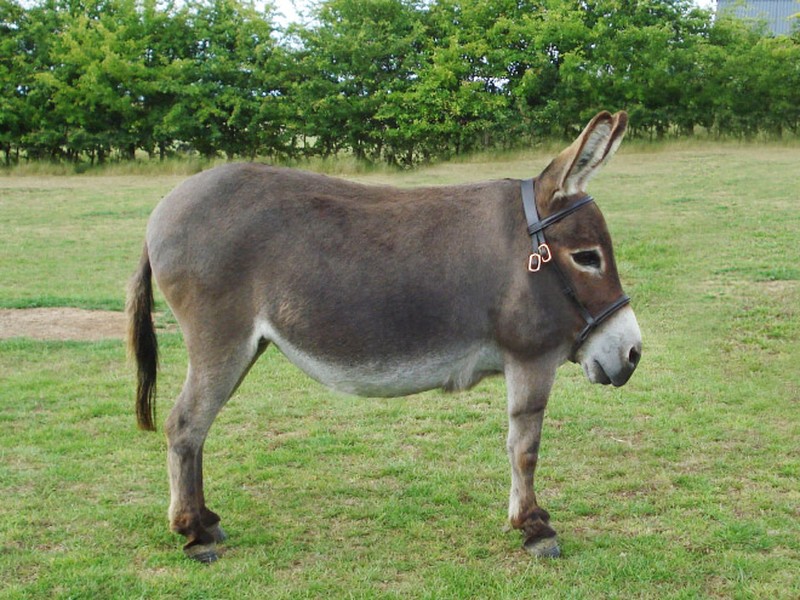 Begini Jika Para Hewan Tidak Punya Leher