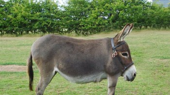 Kedelai. Foto: sadanduseless