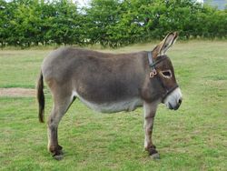 Jika Hewan Tidak Punya Leher, Begini Penampakannya