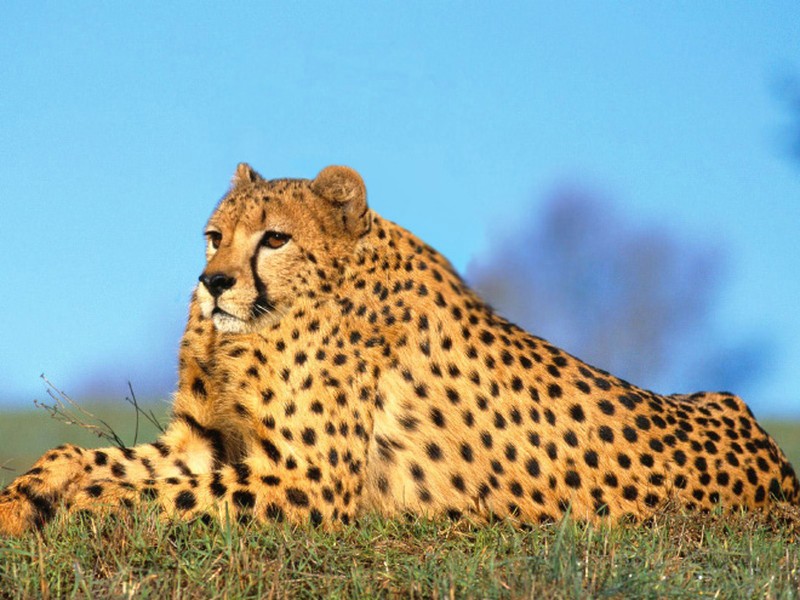 Begini Jika Para Hewan Tidak Punya Leher