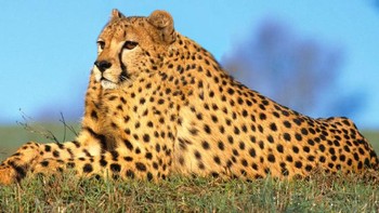 Macan tutul. Foto: sadanduseless