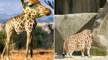 Jerapah. Foto: sadanduseless