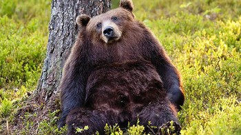 Beruang hitam. Foto: sadanduseless