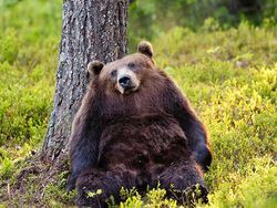 Jika Hewan Tidak Punya Leher, Begini Penampakannya