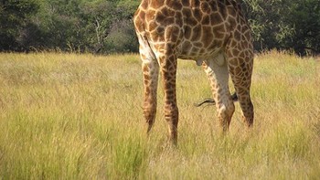 Jerapah. Foto: sadanduseless