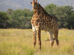 Jika Hewan Tidak Punya Leher, Begini Penampakannya