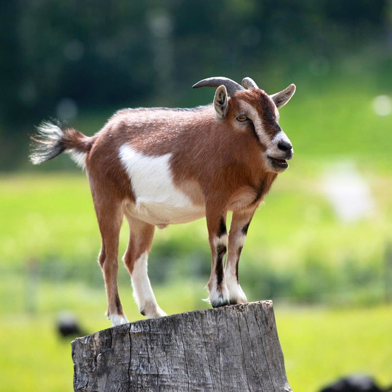 Begini Jika Para Hewan Tidak Punya Leher