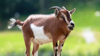 Kambing. Foto: sadanduseless