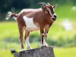 Jika Hewan Tidak Punya Leher, Begini Penampakannya