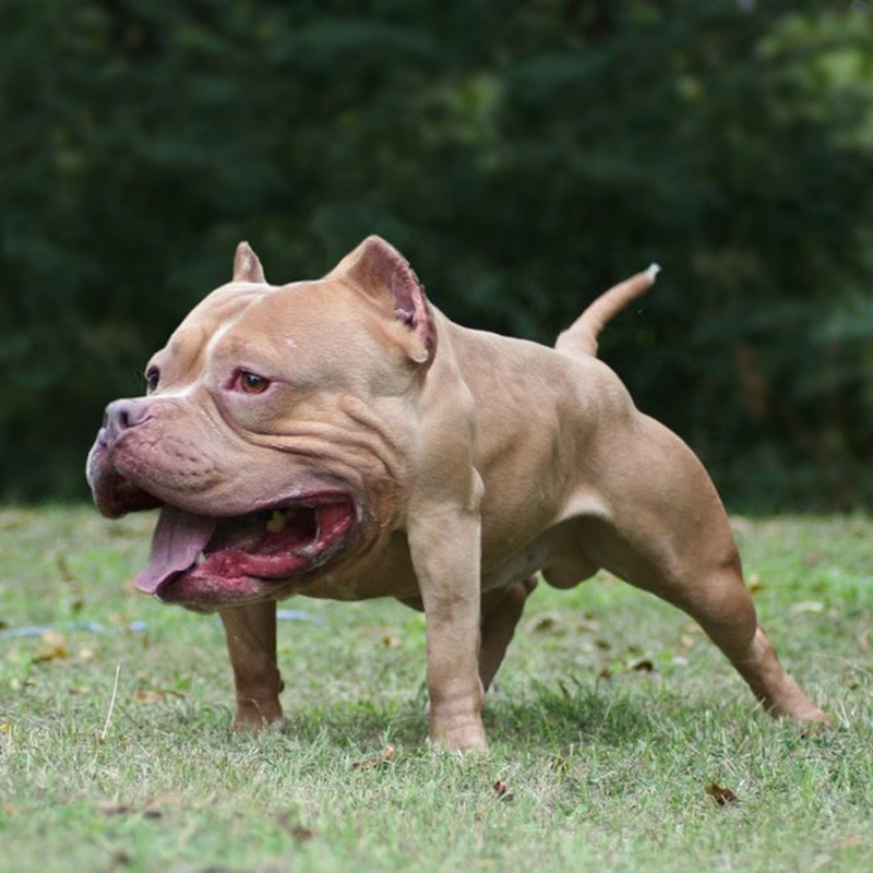 Begini Jika Para Hewan Tidak Punya Leher