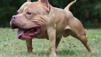 Anjing buldog. Foto: sadanduseless