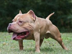 Jika Hewan Tidak Punya Leher, Begini Penampakannya