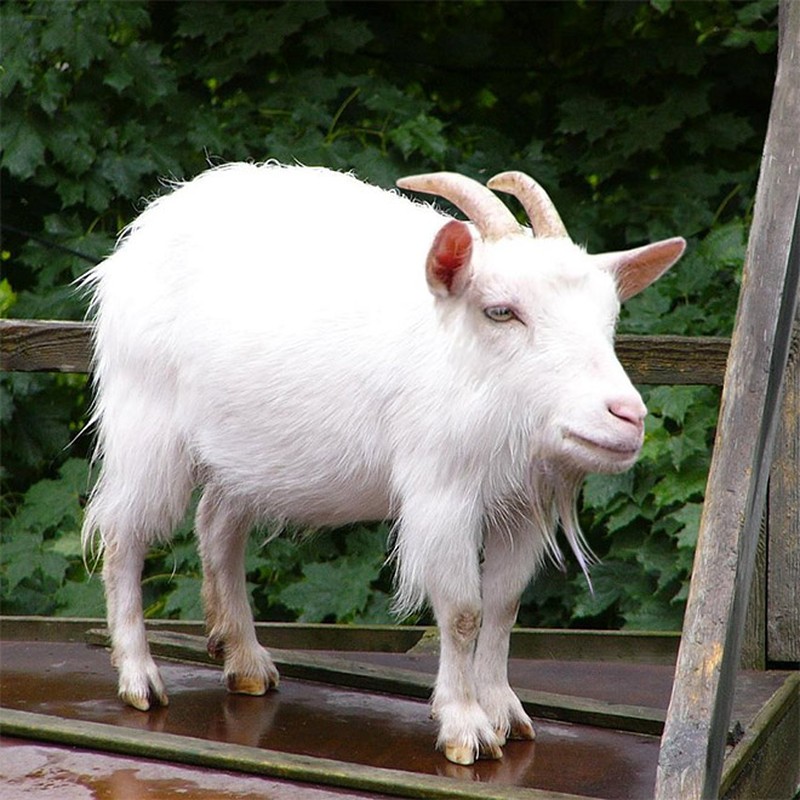 Begini Jika Para Hewan Tidak Punya Leher