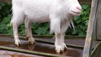 Kambing. Foto: sadanduseless