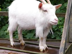 Jika Hewan Tidak Punya Leher, Begini Penampakannya