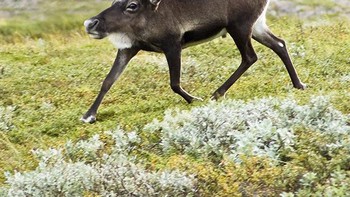 Rusa. Foto: sadanduseless