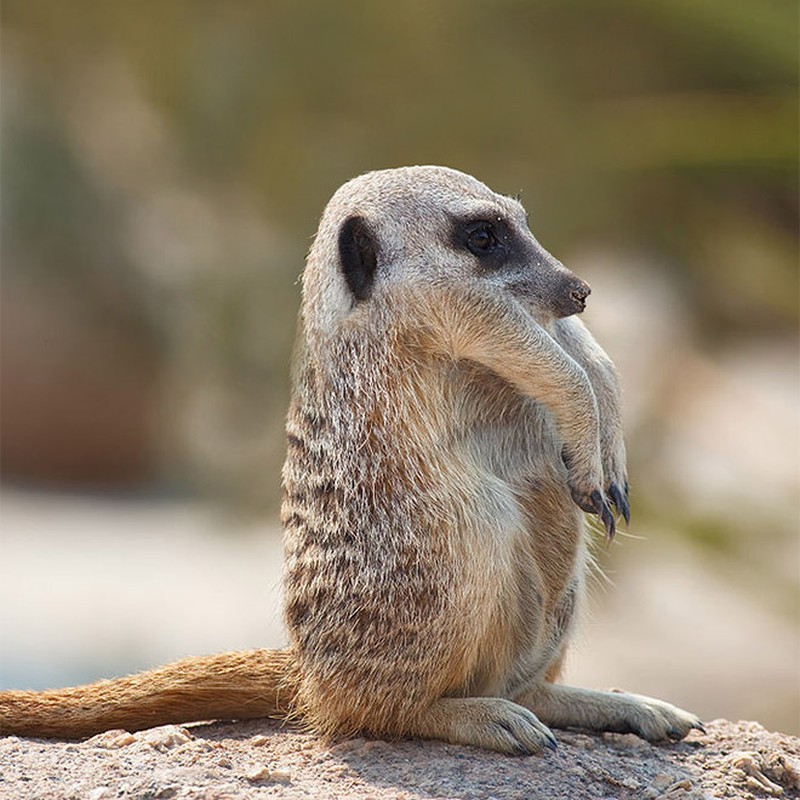 Begini Jika Para Hewan Tidak Punya Leher