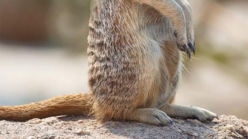 Merkat. Foto: sadanduseless