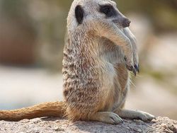 Jika Hewan Tidak Punya Leher, Begini Penampakannya