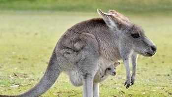 Kangguru. Foto: sadanduseless