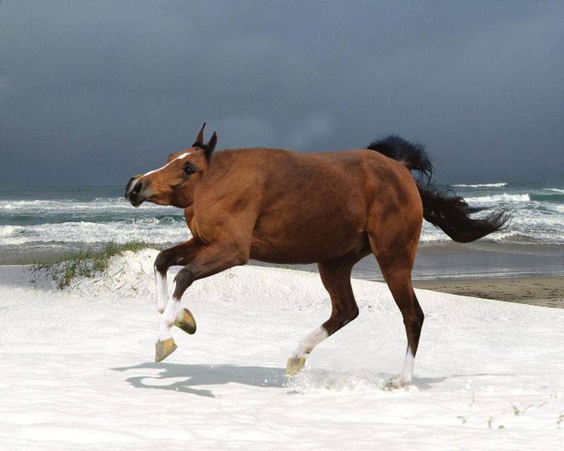 Begini Jika Para Hewan Tidak Punya Leher