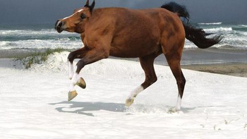 Kuda. Foto: sadanduseless