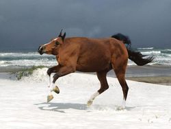 Jika Hewan Tidak Punya Leher, Begini Penampakannya