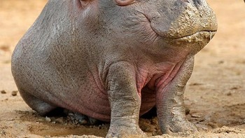 Kudanil. Foto: sadanduseless