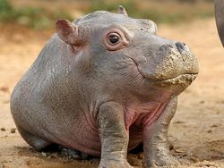 Jika Hewan Tidak Punya Leher, Begini Penampakannya