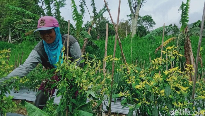 Petani cabai di Kecamatan Kemalang mengecek tanamannya.