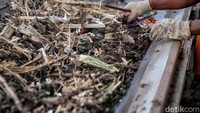 Untuk sampah APK yang berbentuk kayu atau bambu kemudian dibawa ke pengolahan sampah milik Dinas Lingkungan Hidup DKI Jakarta di jalan TB Simatupang untuk dilakukan pencacahan.