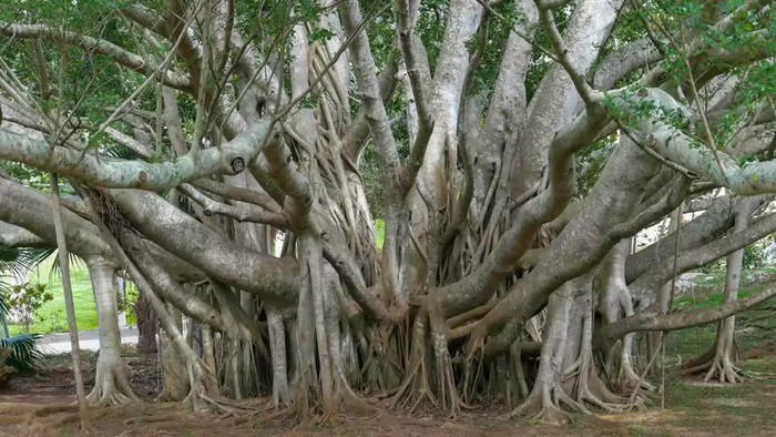 Penampakan the Great Banyan Tree, pohon beringin raksasa yang tumbuh di India di lahan 5 hektar.
