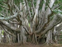 Pohon Beringin Besar di India Ini Berjalan dan Hidup 250 Tahun, Kok Bisa?