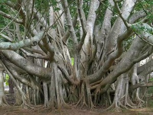 Pohon Beringin Besar di India Ini Berjalan dan Hidup 250 Tahun, Kok Bisa?