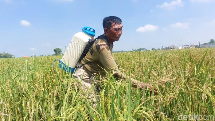 Petani Lamongan