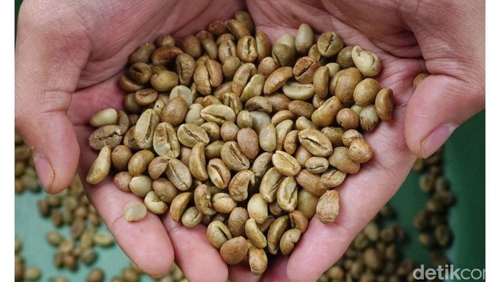 Petani Pagar Alam menunjukkan biji kopi kualitas super.