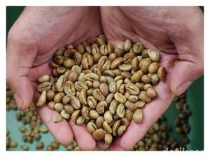 Belum Masa Panen, Harga Biji Kopi di Pagar Alam Melejit Rp 50 Ribu Per Kg
