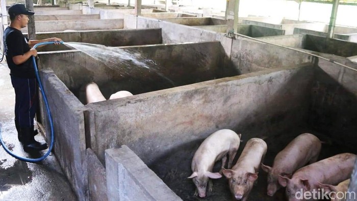 Salah satu peternakan babi di Kecamatan Banjarangkan, Klungkung, Sabtu (24//2/2024) (foto : Putu Krista /detikBali).