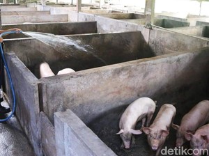 Stok Babi di Klungkung untuk Galungan-Kuningan Jauh dari Cukup