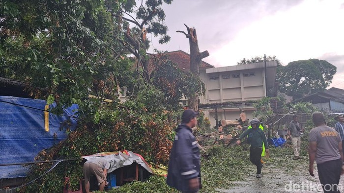 Pohon tumbang di kompleks Universitas Santa Dharma, Depok, Sleman, Sabtu (24/2/2024).