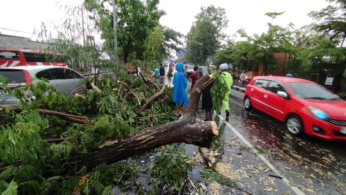 Proses evakuasi pohon tumbang di Ring Road Utara, Condongcatur, Depok, Sleman, Sabtu (24/2/2024) siang.