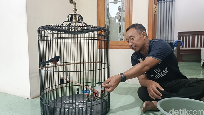Ternak burung murai Medan, guru di Probolinggo cuan puluhan juta