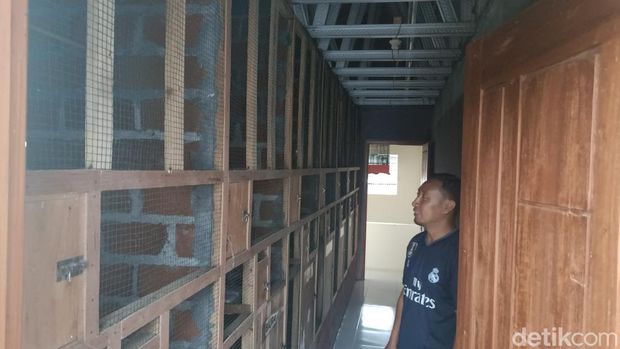Ternak burung murai Medan, guru di Probolinggo cuan puluhan juta