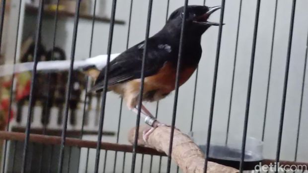 Ternak burung murai Medan, guru di Probolinggo cuan puluhan juta