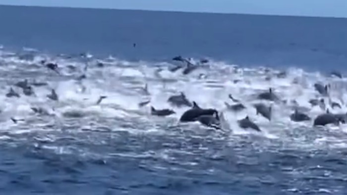 Viral di media sosial penampakan ratusan lumba-lumba muncul di perairan Banyuwangi, Jawa Timur. Aksi lumba-lumba ini terekam kamera milik warga.