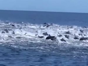 Ratusan Lumba-lumba Menari Pertanda Baik Bagi Perairan Banyuwangi