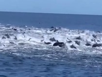 Penampakan Ratusan Lumba-lumba di Perairan Banyuwangi