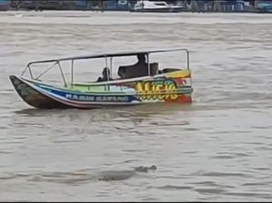 Viral Kemunculan Buaya di Sungai Musi, BKSDA Sumsel Telusuri