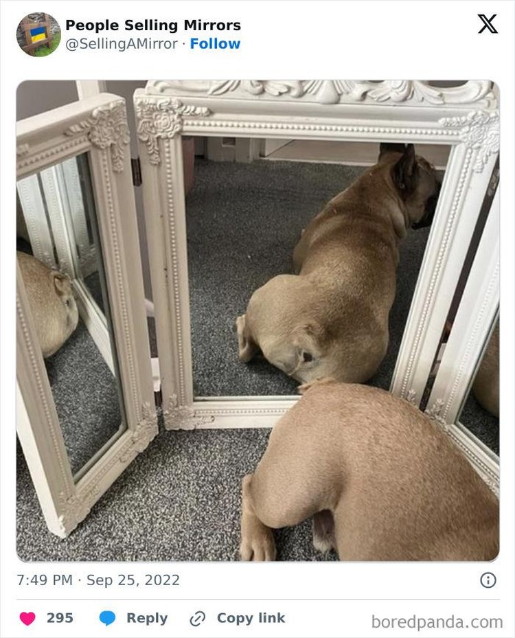 Foto Kocak Jualan Cermin, Kreatif Banget Idenya! Gambar orang jualan cermin berikut ini benar-benar bikin ketawa geli. Kok jadi begini, ya.